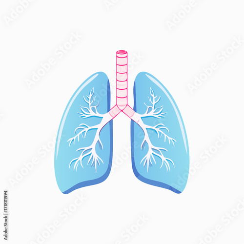 Stylized illustration of human lungs with bronchi.
