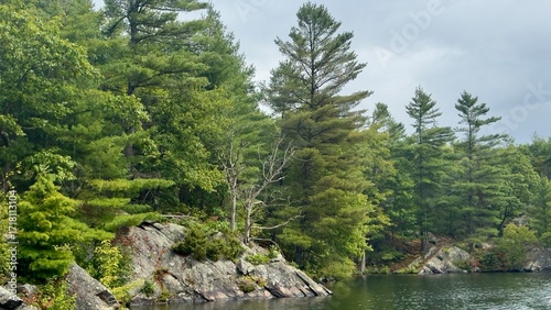 Dense Forest beside a lake