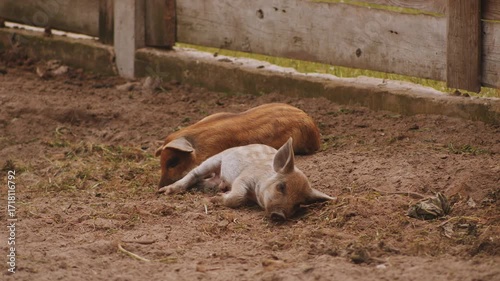 Two cute little piglets with striped backs are lying on ground in paddock and playing around like little puppies. Piglets are playing with each other and one piglet is crawling over other