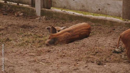 Two funny little piglets with striped backs play in pen and fool around by pushing each other with their muzzles. Spacious pen on ranch near pigsty provides piglets with space for active movement