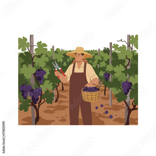 Farmer harvesting ripe grapes in a vineyard.