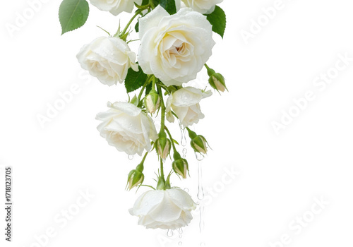 Elegant white rose bloom cascade drooping delicate petals isolated on transparent background