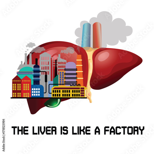  A conceptual vector illustration showing a human liver as a bustling factory with smoking smokestacks, symbolizing its role in processing toxins. Great for health and science topics.