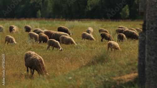 Flock of sheep graze in meadow surrounded by trees and eat grass.
