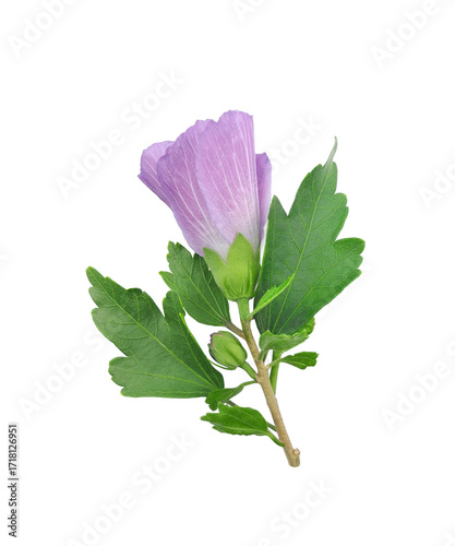 Lilac hibiscus syriacus or rose mallow flower with leaves isolated on white background	