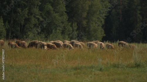 Sheep with lambs eat grass on lawn among trees. Concept of humane and ethical approach to animal husbandry