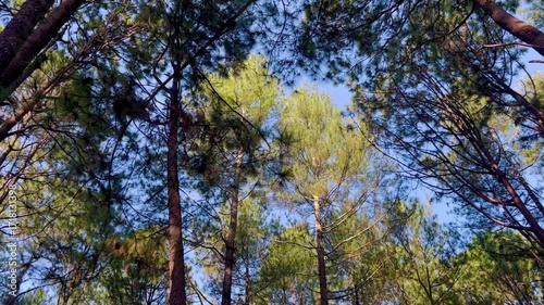 Cinematic footage of a tranquil pine forest, including low-angle shots looking up at the tall trees and sky, a close-up of a hand holding a pine cone, and details of fern plants.