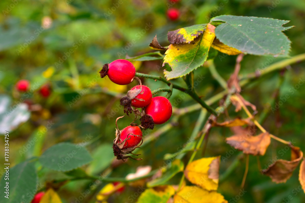 Fototapeta premium Red rose hips ripened on the branches of the bush.