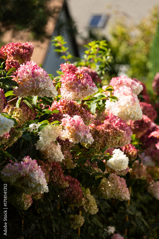 Obraz premium Beautiful Hydrangea paniculata