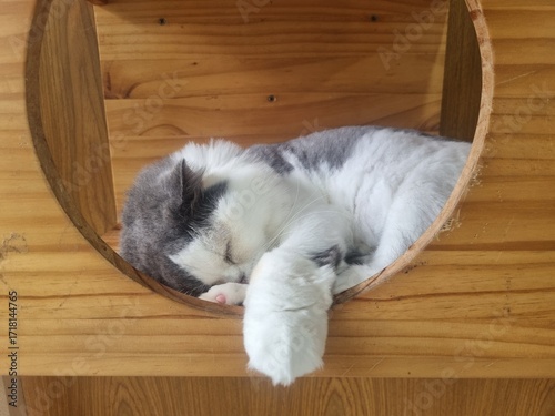 Serene Slumber: A fluffy cat drifts into a peaceful nap, curled up in a cozy, wooden nook, exuding pure serenity and contentment.
