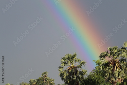 Rainbow Arc: A vibrant rainbow gracefully arches across a dramatic sky, its vivid colors painting a picturesque scene, with the tops of palm trees in sight.