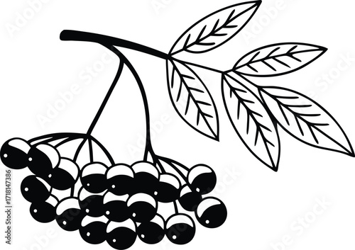 bunch of rowan berries silhouette vector icon