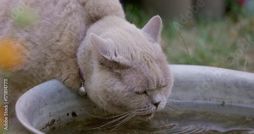 Grey Scottish straight cat drinking water outdoor in garden