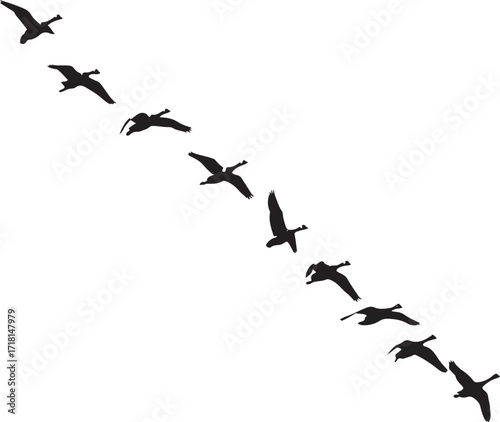 Flying Birds Silhouettes: Graceful Avian Flock in Motion for Nature and Wildlife Designs