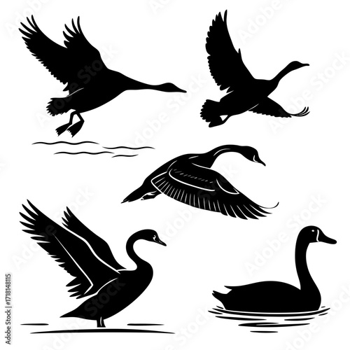 Black silhouettes of geese in flight and on water goose