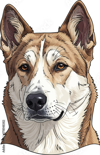 Canaan Dog cute face front view vector illustration