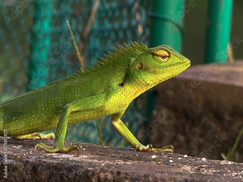 Close-Up of a Green Crested Lizard on a Stone