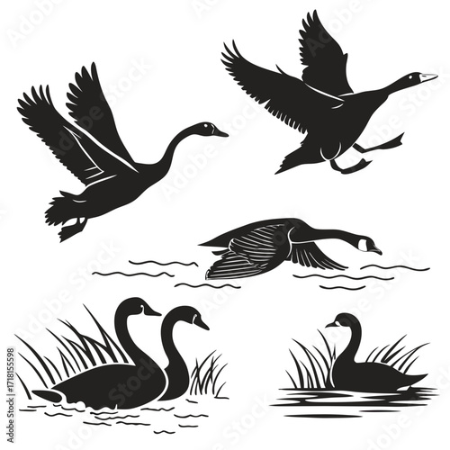 Geese in Flight and Water with Reeds Silhouettes goose