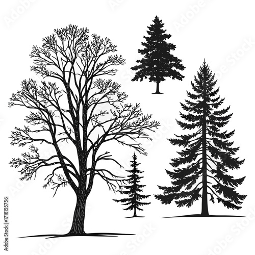 Group of four black tree silhouettes Keywords: tree, silhouette, nature, plant, evergreen