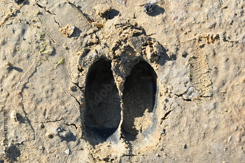 Hufspuren von Schafen im Nordseeschlick bei Ebbe
