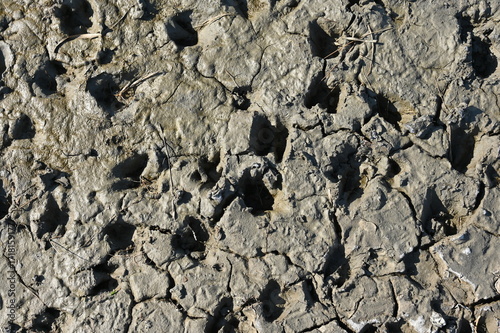 Hufspuren von Schafen im Nordseeschlick bei Ebbe