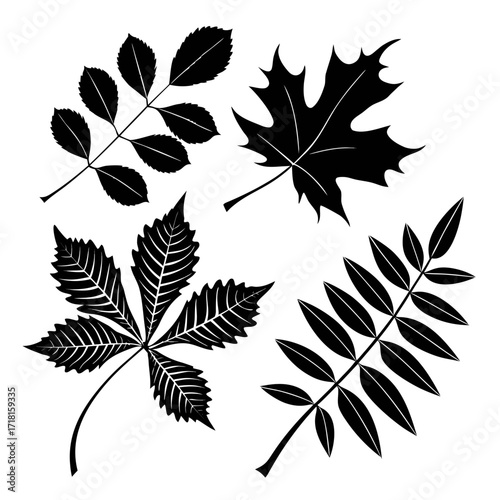 Silhouette Collection of Four Autumn Leaves Keywords: autumn, leaves, silhouette, black, white