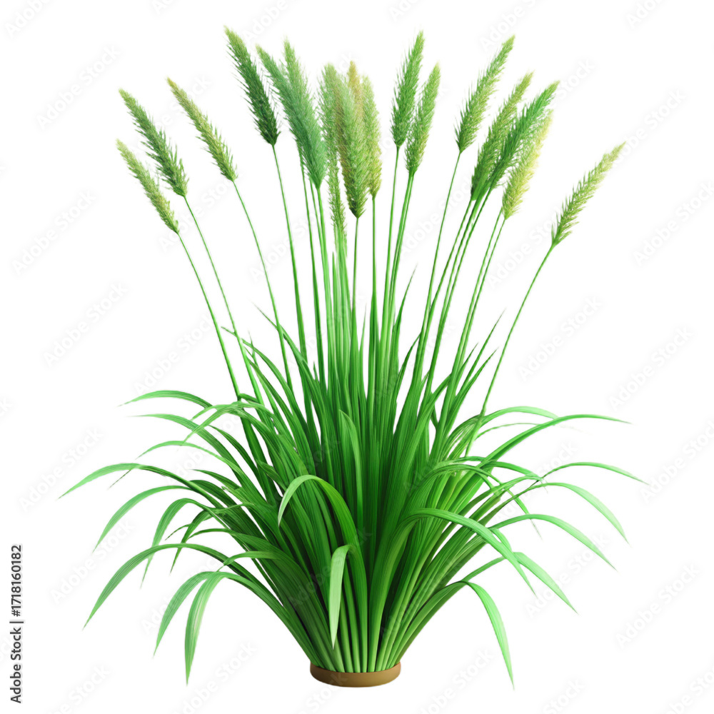 Obraz premium Lush green ornamental grass with feathery plumes isolated on a transparent background image