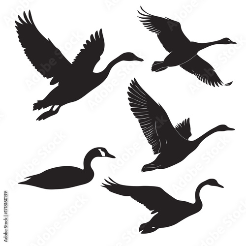 Silhouettes of Geese in Flight and Standing goose bird