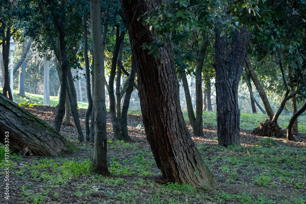 Fototapeta premium Sunset Light Streaming Through the Forest