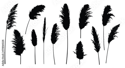 Silhouettes of tall grasses and reeds against a white background