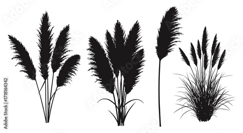 Elegant pampas grass silhouettes showcase a minimalist botanical illustration style