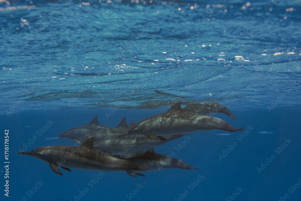 Fototapeta premium Bottlenose Dolphin in the blue sea background