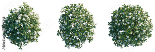 Принти на полотні Gardenia jasminoides ellis Tree plan top view cutout transparent isolate on back