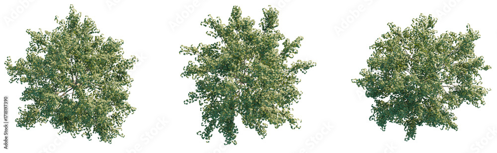 Obraz premium Platanus x acerifolia Tree plan top view cutout transparent isolate on background