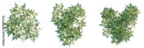 Paeonia delavay Tree plan top view cutout transparent isolate on background
