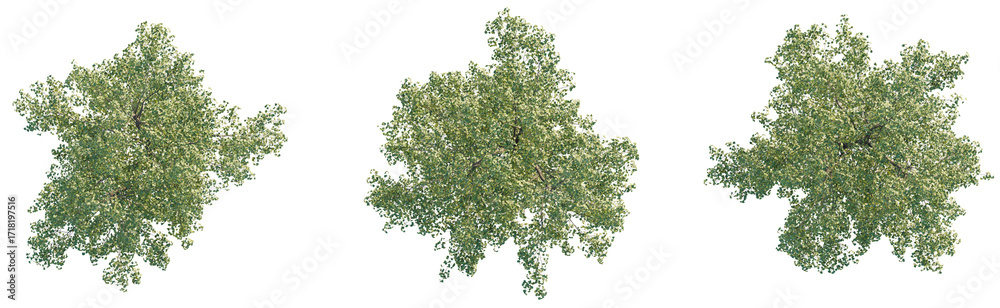Fototapeta premium Populus x canadensis Tree plan view cutout transparent background