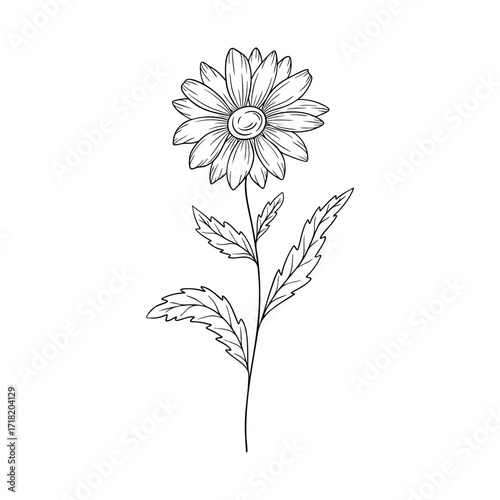 April birth flower daisy, line art vector, black and white botanical illustration, elegant floral sketch, minimalist outline drawing, hand drawn monochrome flower design, vintage aesthetic