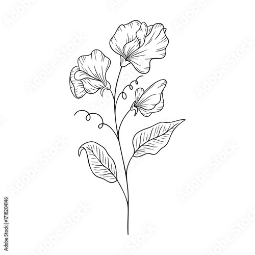 April birth flower sweet pea, line art vector, black and white botanical illustration, elegant floral sketch, minimalist outline drawing, hand drawn monochrome flower design, vintage aesthetic