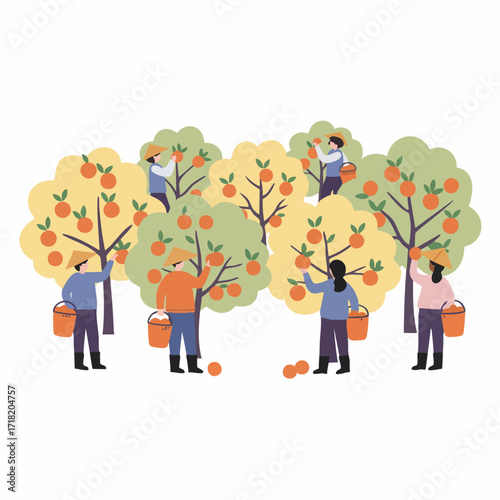 Flat Style Illustration of People Harvesting Ripe Oranges in Orchard