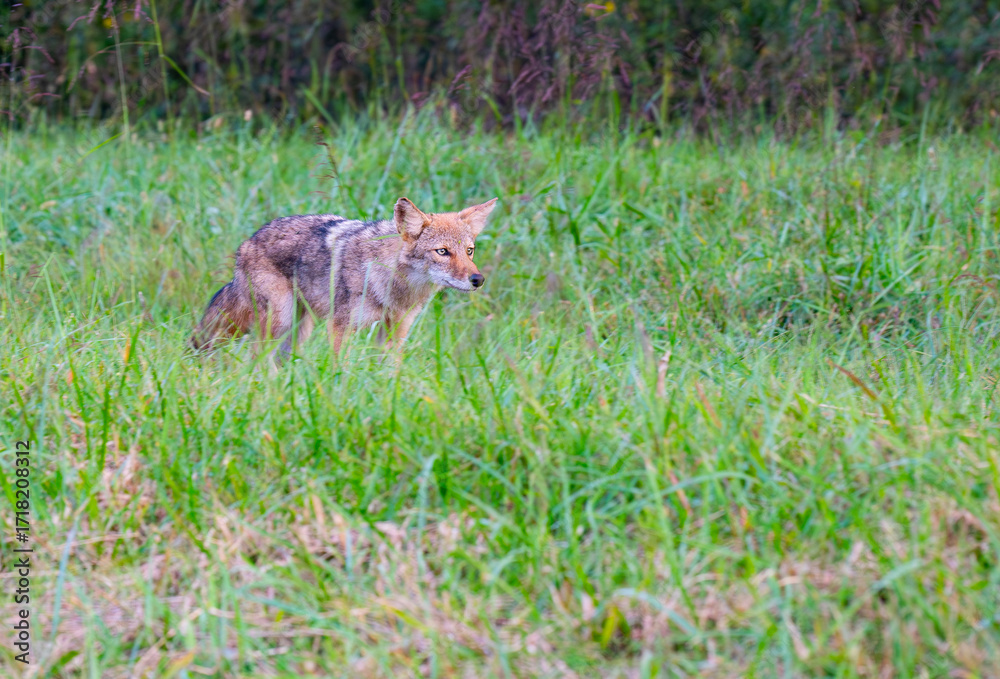 Fototapeta premium A coyote in a field at the edge of a forest eyeing something in the distance, Cades Cove, Great Smoky Mountains, Tennessee