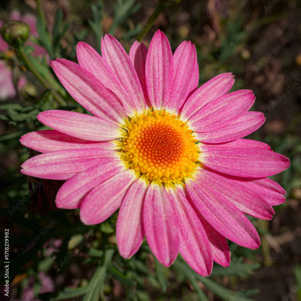 Obraz premium close up of pink daisy