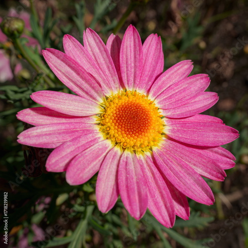 close up of pink daisy