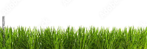 Panel kuchenny z motywem Greenery nature grass meadow landscaping cut out transparent backgrounds 3d rendering png file