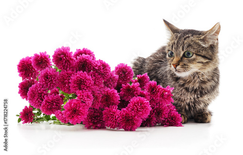 Kitten with a bouquet of chrysanthemums.