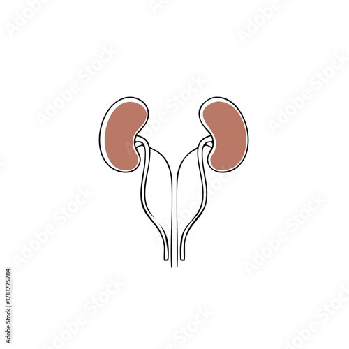 Pair of human kidneys and connecting ureters simple medical biology anatomical illustration