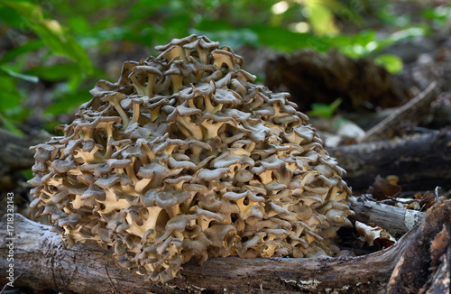 Polyporus umbellatus mushroom on the wood. Known as umbrella polypore. Edible mushrooms in the forest.