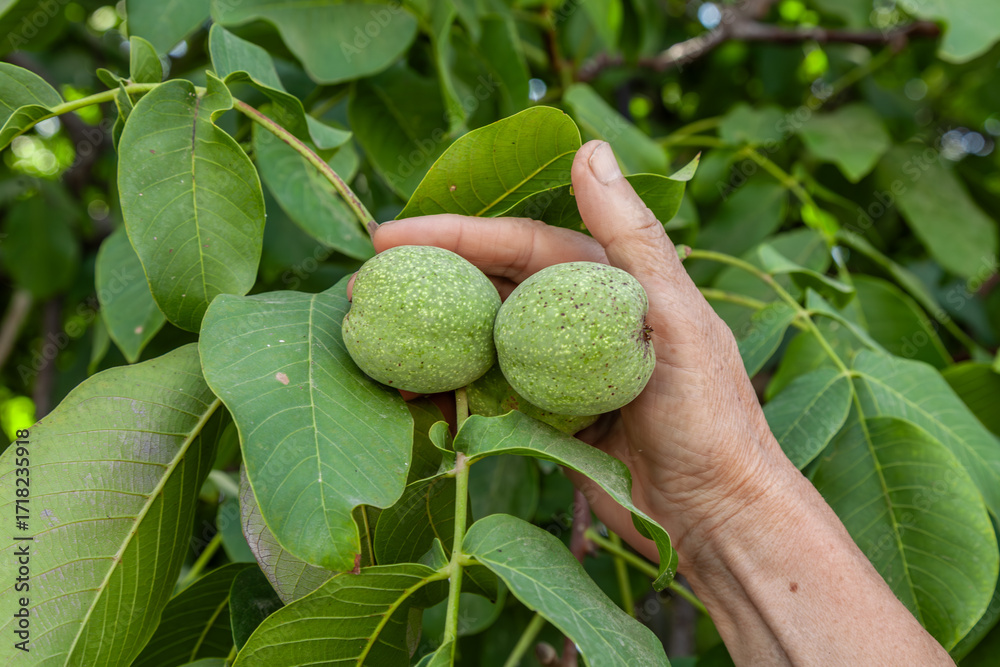 Fototapeta premium A hand holds green walnuts. The nuts are hanging on a tree branch.