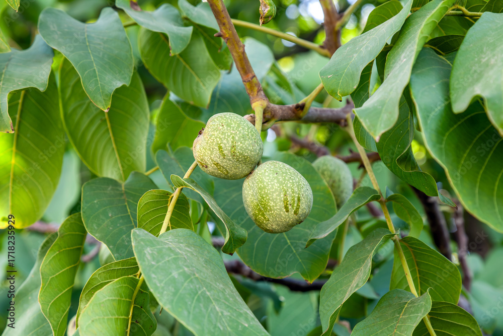 Obraz premium green walnuts. The nuts are hanging on a tree branch.