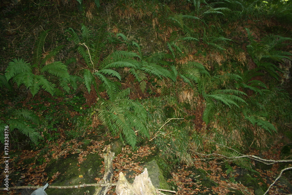 Obraz premium plantas