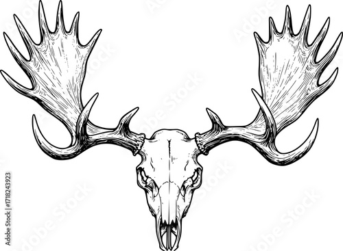 Detailed black and white illustration of moose antlers and skull, vintage style. Vector illustration